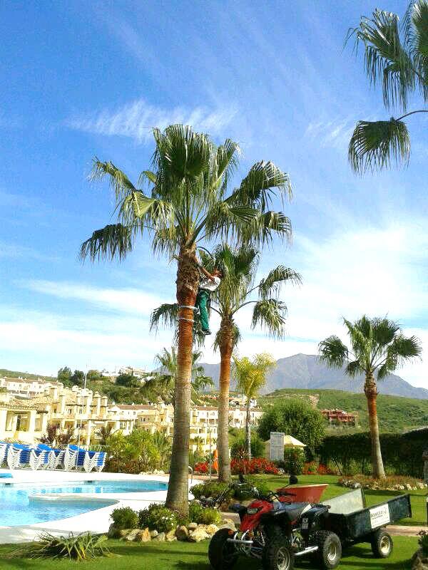 Actuaciones en Palmeras 