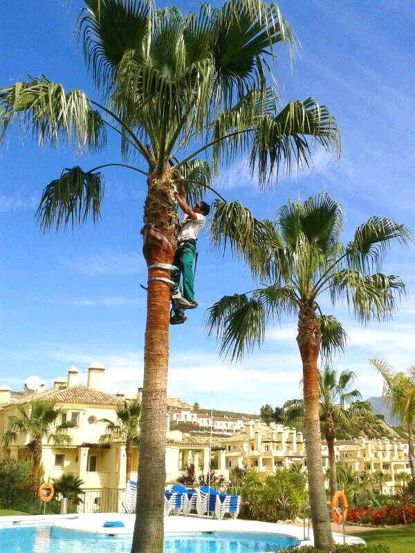 Limpieza de Palmeras